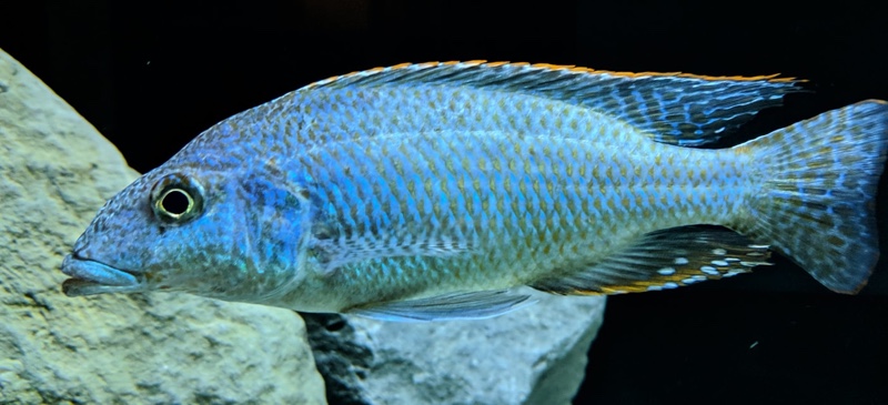 Nimbochromis linni